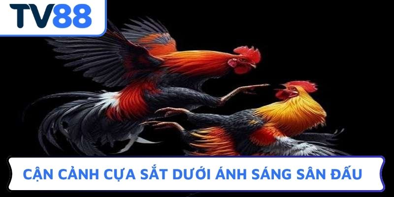 Cận cảnh cựa sắt dưới ánh sáng sân đấu đá gà trực tiếp TV88