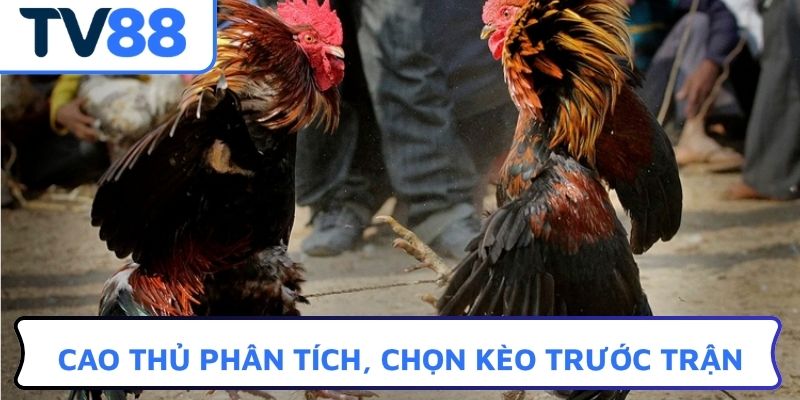 Cao thủ phân tích, chọn kèo trước trận