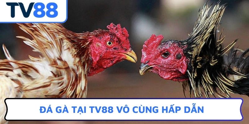 Đá gà TV88 vô cùng hấp dẫn