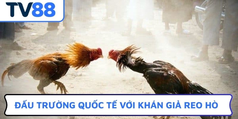 Đấu trường quốc tế với khán giả reo hò