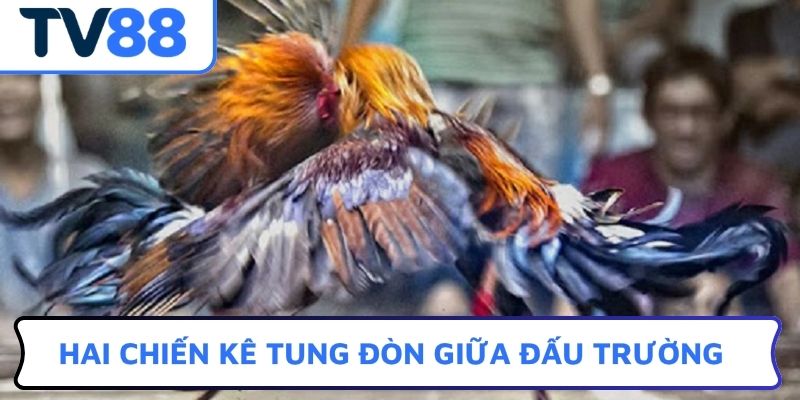 Hai chiến kê tung đòn giữa đấu trường