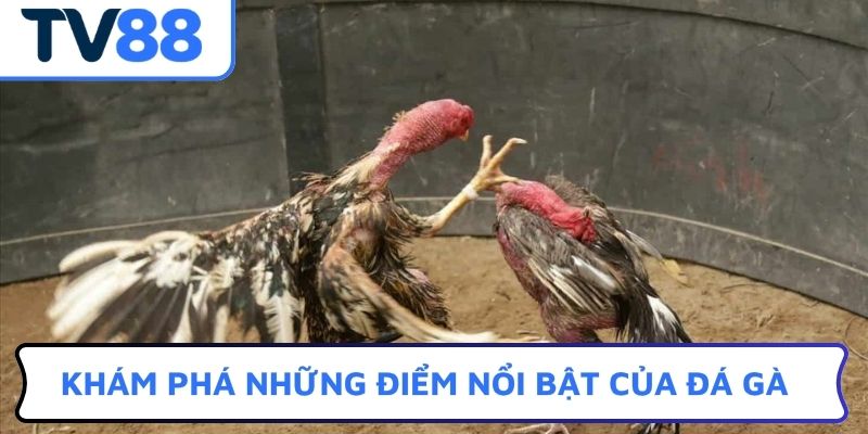 Khám phá những điểm nổi bật của đá gà
