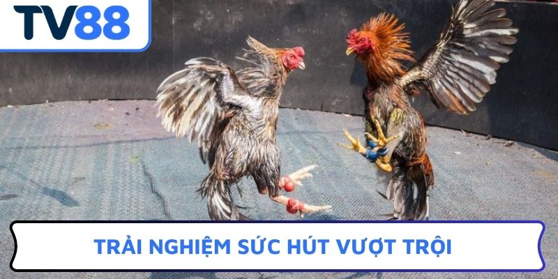 Trải nghiệm sức hút vượt trội đá gà cựa sắt