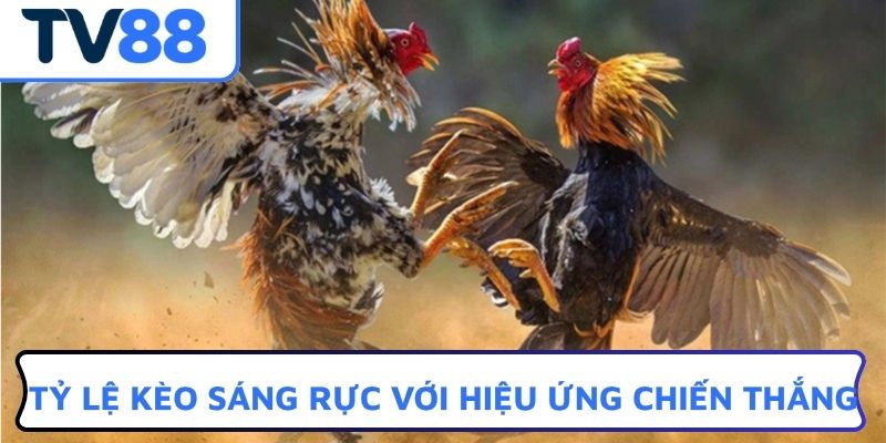 Tỷ lệ kèo sáng rực với hiệu ứng chiến thắng